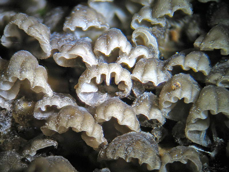 Schiera di funghetti